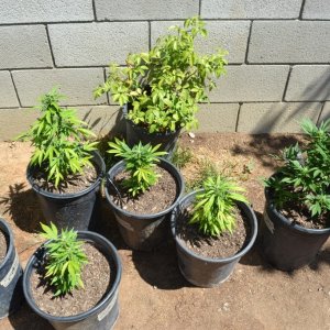 First Outdoor Grow