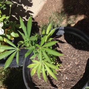 First Outdoor Grow