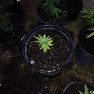 First Outdoor Grow