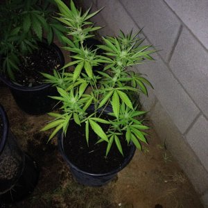 First Outdoor Grow