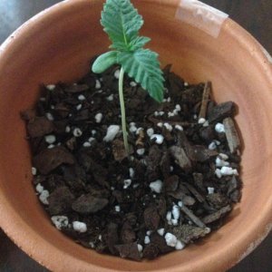 Grow Pics