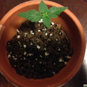 Grow Pics