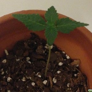 Grow Pics