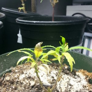 seedlings & pre-veg clones