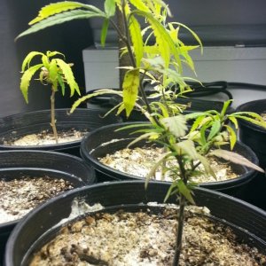 seedlings & pre-veg clones