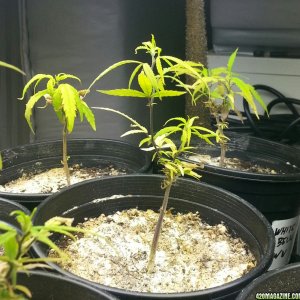 seedlings & pre-veg clones