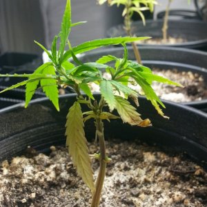 seedlings & pre-veg clones