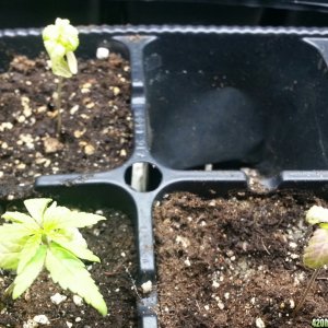 seedlings & pre-veg clones