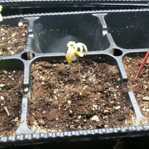 seedlings & pre-veg clones