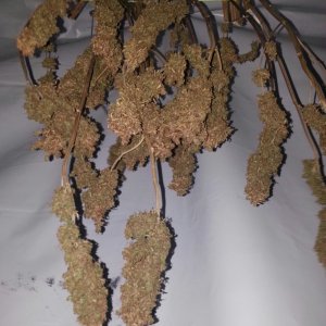 White Widow drying