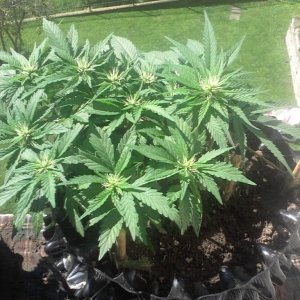 Super Lemon Haze & Aurora Ultra / bonsai grow