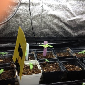 RP seedlings