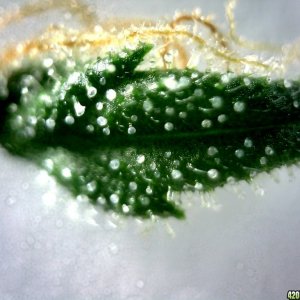 Topside of sugar leaf from right lady @~200x