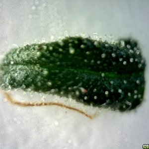 Topside of sugar leaf from left lady @~200x