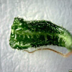 Underside of sugar leaf from left lady @~200x