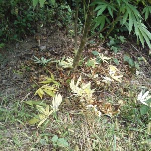 outdoor / Italy / middle flowering