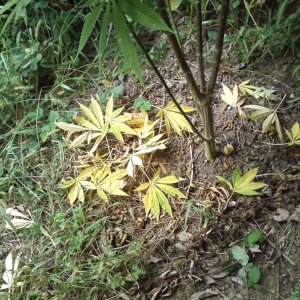 outdoor / Italy / middle flowering