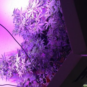 Pre_Caylx Lumenator 2x grow journal of 9lb hammer