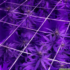 Pre_Caylx Lumenator 2x grow journal of 9lb hammer