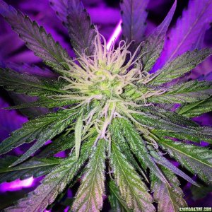 Pre_Caylx Lumenator 2x grow journal of 9lb hammer