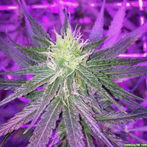 Pre_Caylx Lumenator 2x grow journal of 9lb hammer