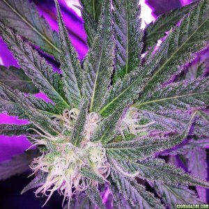 Pre_Caylx Lumenator 2x grow journal of 9lb hammer