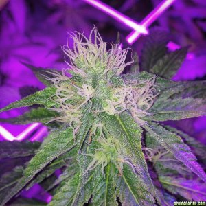 Pre_Caylx Lumenator 2x grow journal of 9lb hammer