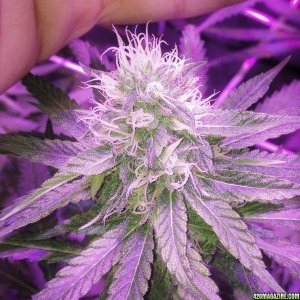 Pre_Caylx Lumenator 2x grow journal of 9lb hammer