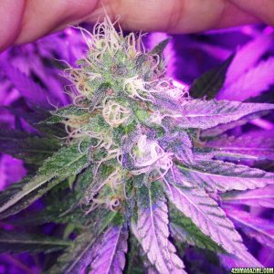 Pre_Caylx Lumenator 2x grow journal of 9lb hammer