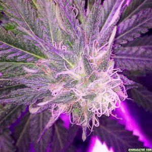 Pre_Caylx Lumenator 2x grow journal of 9lb hammer