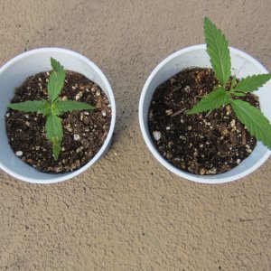 Various grow pics