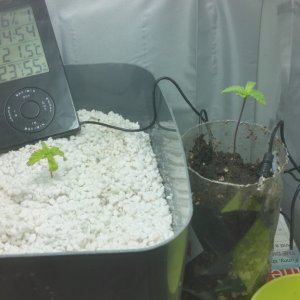 After transplanting sick plant