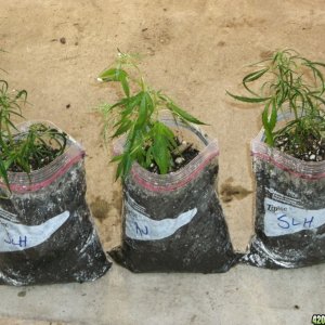 Clones Finely Root