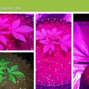 E.shine 5G GrowSun 320W Grow Test