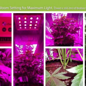 E.shine 5G GrowSun 320W Grow Test