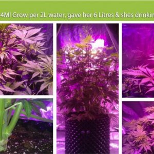 E.shine 5G GrowSun 320W Grow Test