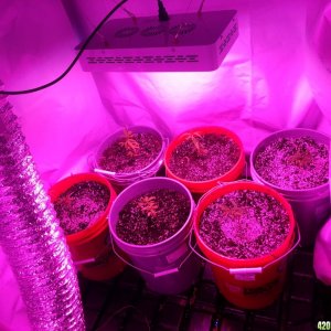 temporary veg room