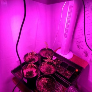 temporary veg room