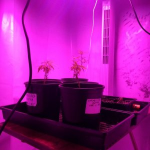 temporary veg room