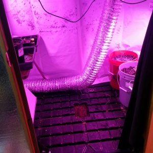 temporary veg room