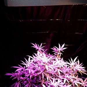 20140913_205051_newplants