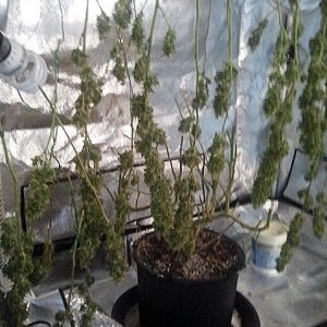 Medi1 Harvest