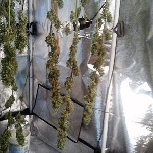 Medi1 Harvest