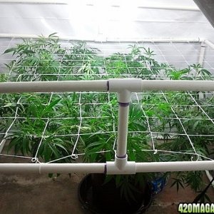 1st SCROG