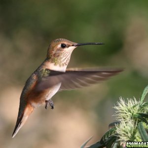 female Roufous Hummingbird, and top cola