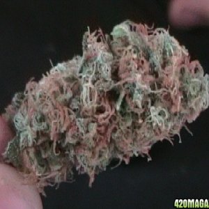 white widow son