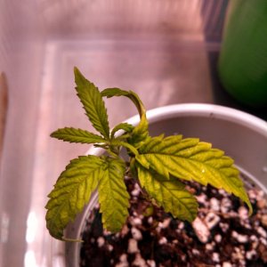 9/8 GSC clone test