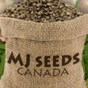 MJSeedsCanada 260x165