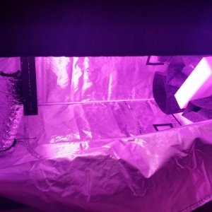 led tent 4x4