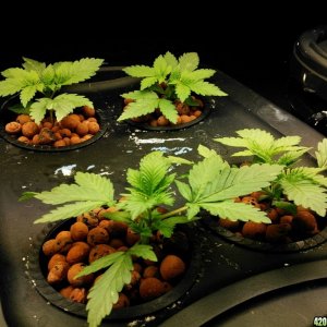 First Deep Water Hydroponic grow